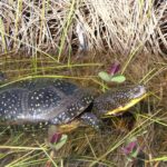 Blanding's Turtle half-submerged in grassy vegetation in a shallow pond.