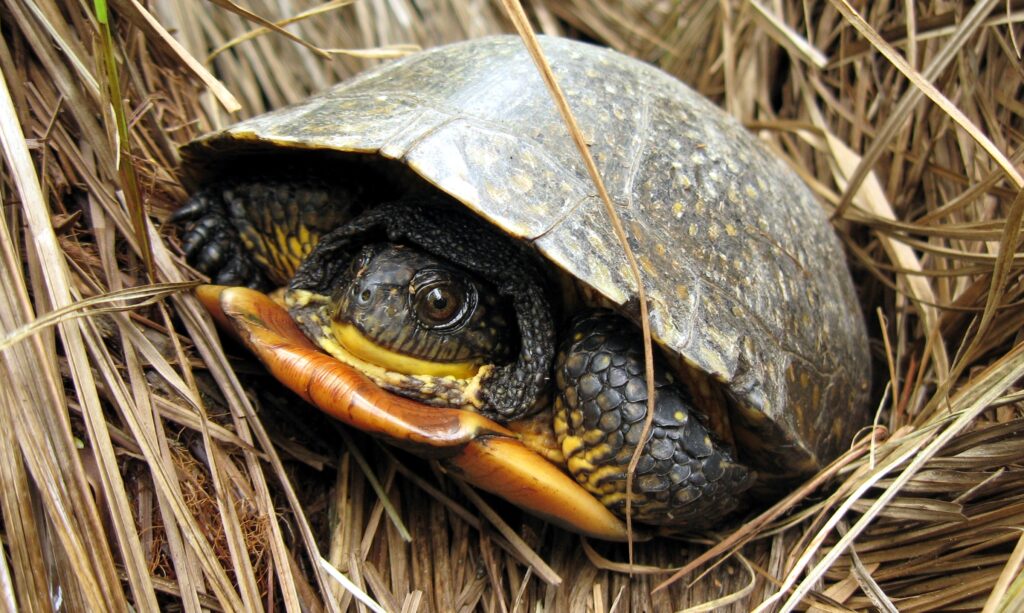 Nova Scotia Nature Trust - Saving Turtles—Conservation ...