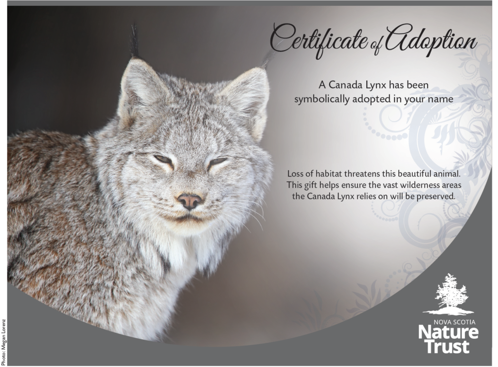 Nova Scotia Nature Trust – Adopt a Lynx