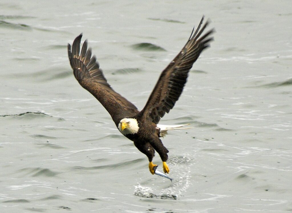 Nova Scotia Nature Trust – Major coastal conservation wins on the